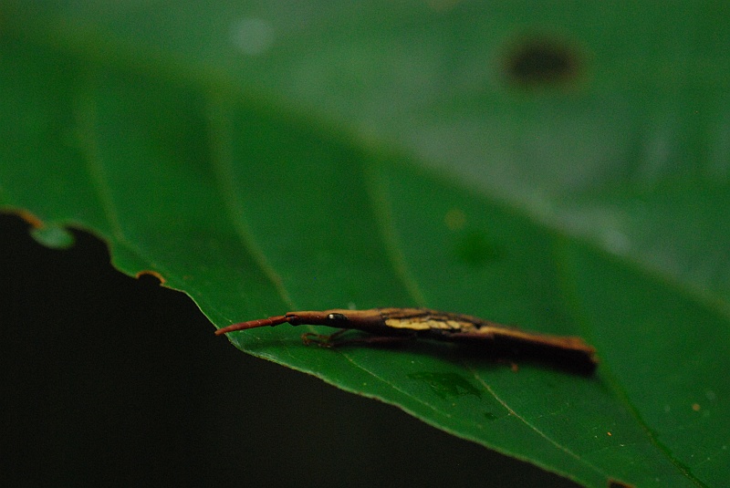 Laura i Astronom-105.JPG - A to jeden z podstępnych stworków, które tu mieszkają i się czają wokół. (Zdjęcie: Laura i Astronom)